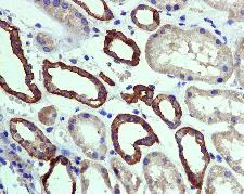 Immunohistochemistry (Formalin/PFA-fixed paraffin-embedded sections) - Anti-SODD antibody [EPR3597] - BSA and Azide free (AB248659)