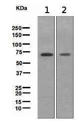 Western blot - Anti-SODD antibody [EPR3597] - BSA and Azide free (AB248659), expandable thumbnail