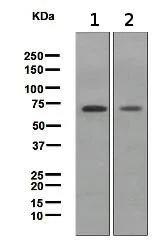Western blot - Anti-SODD antibody [EPR3597] - BSA and Azide free (AB248659)