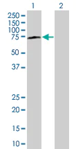 Western blot - SODD overexpression 293T Transfected lysate (whole cell) (AB94231)
