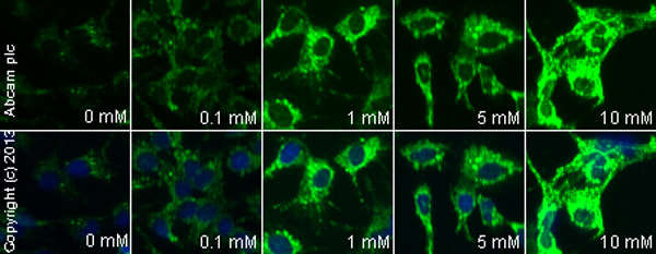 Immunocytochemistry/ Immunofluorescence - Sodium 4-phenylbutyrate, Histone deacetylase inhibitor (AB141253), expandable thumbnail