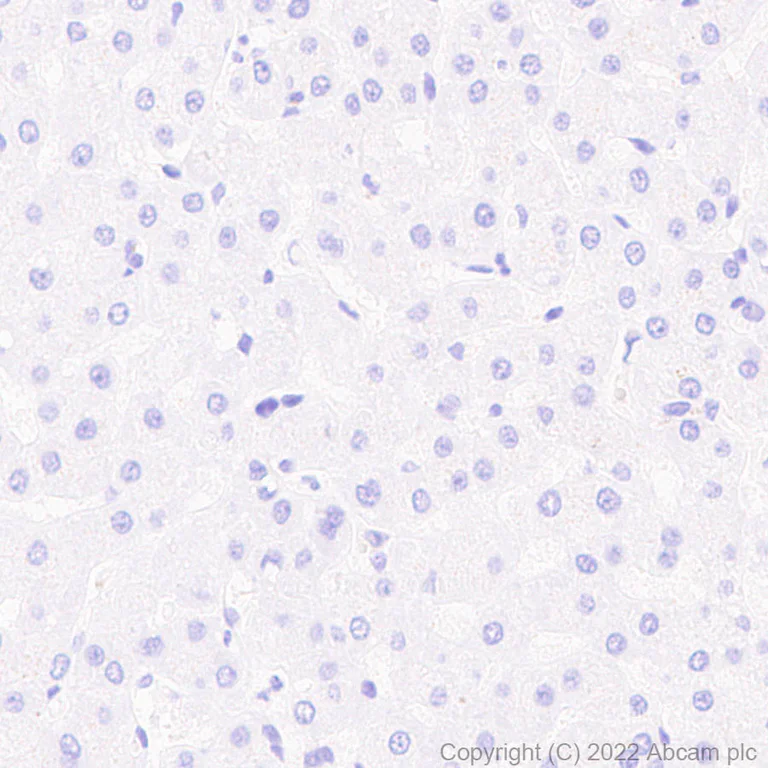 Immunohistochemistry (Formalin/PFA-fixed paraffin-embedded sections) - Anti-Sodium/calcium exchanger 2 antibody [EPR25106-37] (AB300455)
