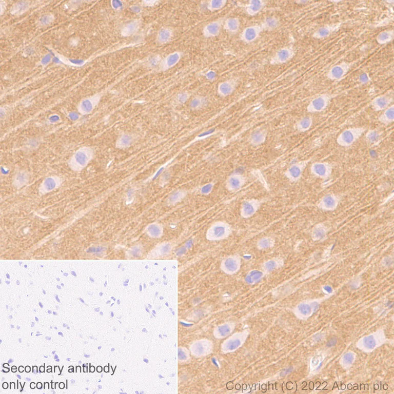 Immunohistochemistry (Formalin/PFA-fixed paraffin-embedded sections) - Anti-Sodium/calcium exchanger 2 antibody [EPR25106-37] - BSA and Azide free (AB300456)