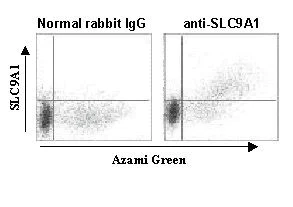 Flow Cytometry (Intracellular) - Anti-Sodium/Hydrogen Exchanger 1/NHE-1 antibody (AB230449)