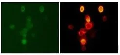 Immunocytochemistry/ Immunofluorescence - Anti-Sodium/Hydrogen Exchanger 1/NHE-1 antibody (AB230449)