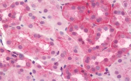 Immunohistochemistry (Formalin/PFA-fixed paraffin-embedded sections) - Anti-Sodium/Hydrogen Exchanger 1/NHE-1 antibody (AB230449)