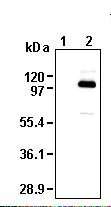 Western blot - Anti-Sodium/Hydrogen Exchanger 1/NHE-1 antibody (AB230449)