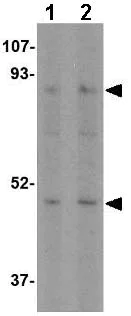 Western blot - Anti-Sodium/Hydrogen Exchanger 1/NHE-1 antibody (AB67313)