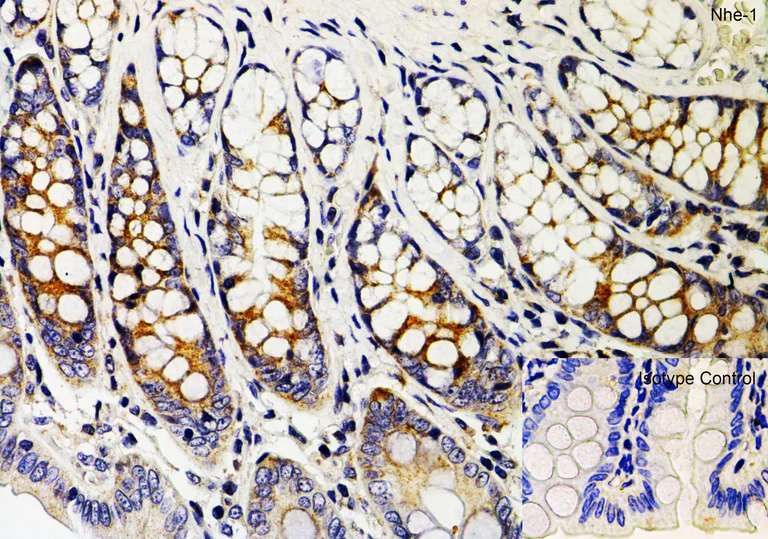 Immunohistochemistry (Formalin/PFA-fixed paraffin-embedded sections) - Anti-Sodium/Hydrogen Exchanger 1/NHE-1 antibody (AB67314)