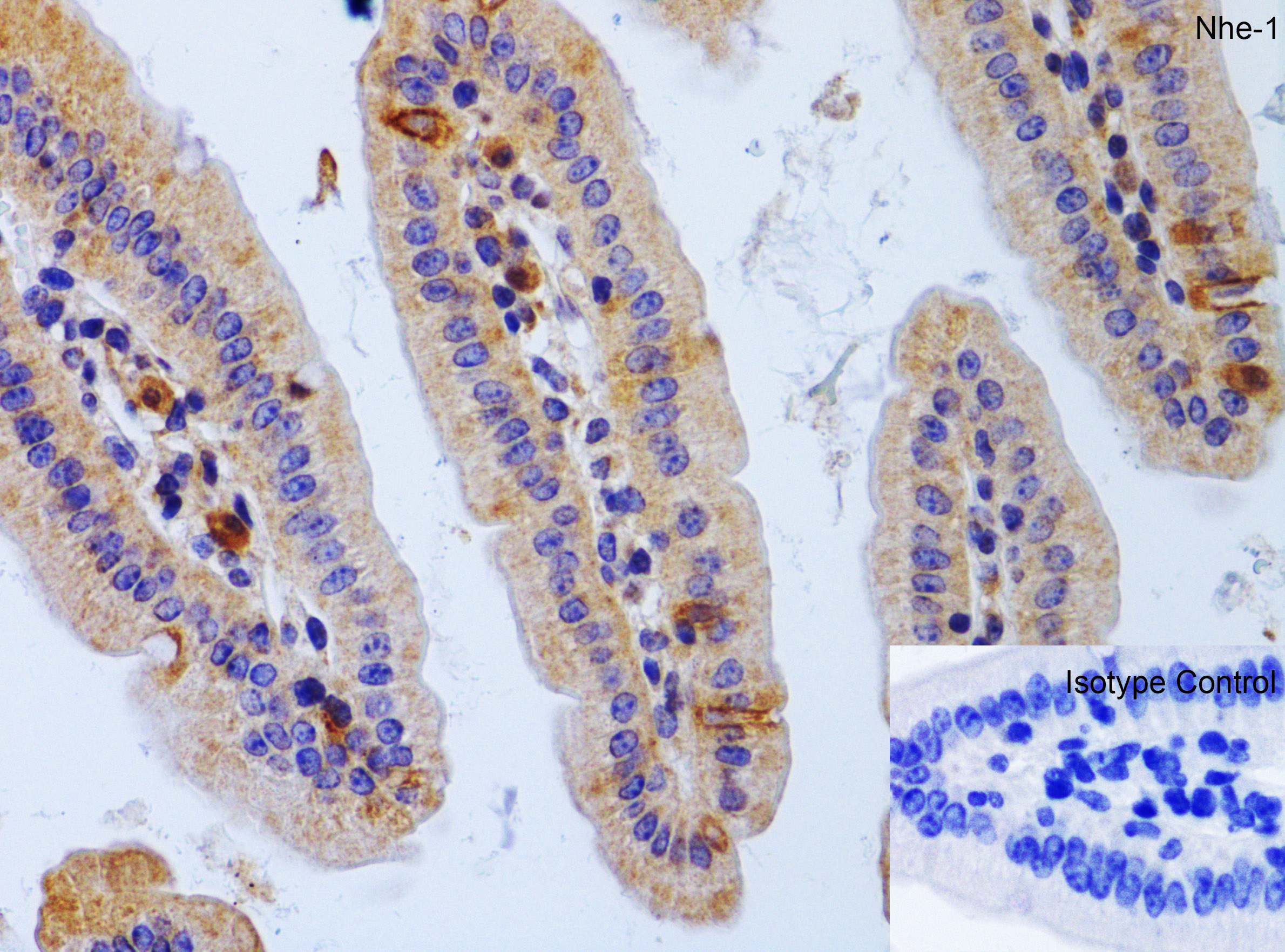 Immunohistochemistry (Formalin/PFA-fixed paraffin-embedded sections) - Anti-Sodium/Hydrogen Exchanger 1/NHE-1 antibody (AB67314), expandable thumbnail