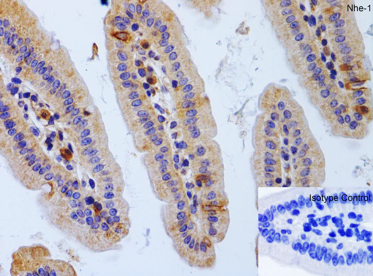Immunohistochemistry (Formalin/PFA-fixed paraffin-embedded sections) - Anti-Sodium/Hydrogen Exchanger 1/NHE-1 antibody (AB67314)