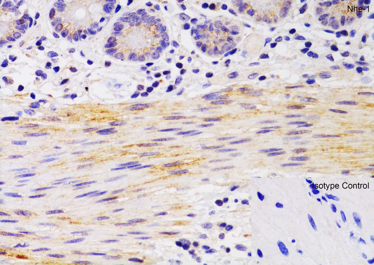 Immunohistochemistry (Formalin/PFA-fixed paraffin-embedded sections) - Anti-Sodium/Hydrogen Exchanger 1/NHE-1 antibody (AB67314)