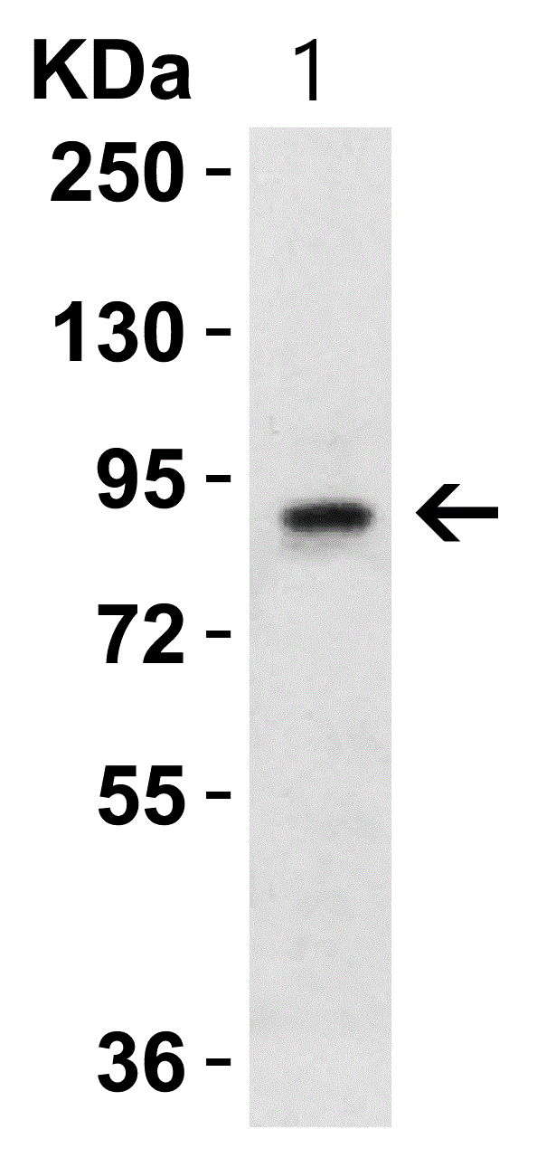Western blot - Anti-Sodium/Hydrogen Exchanger 1/NHE-1 antibody (ab67314), expandable thumbnail