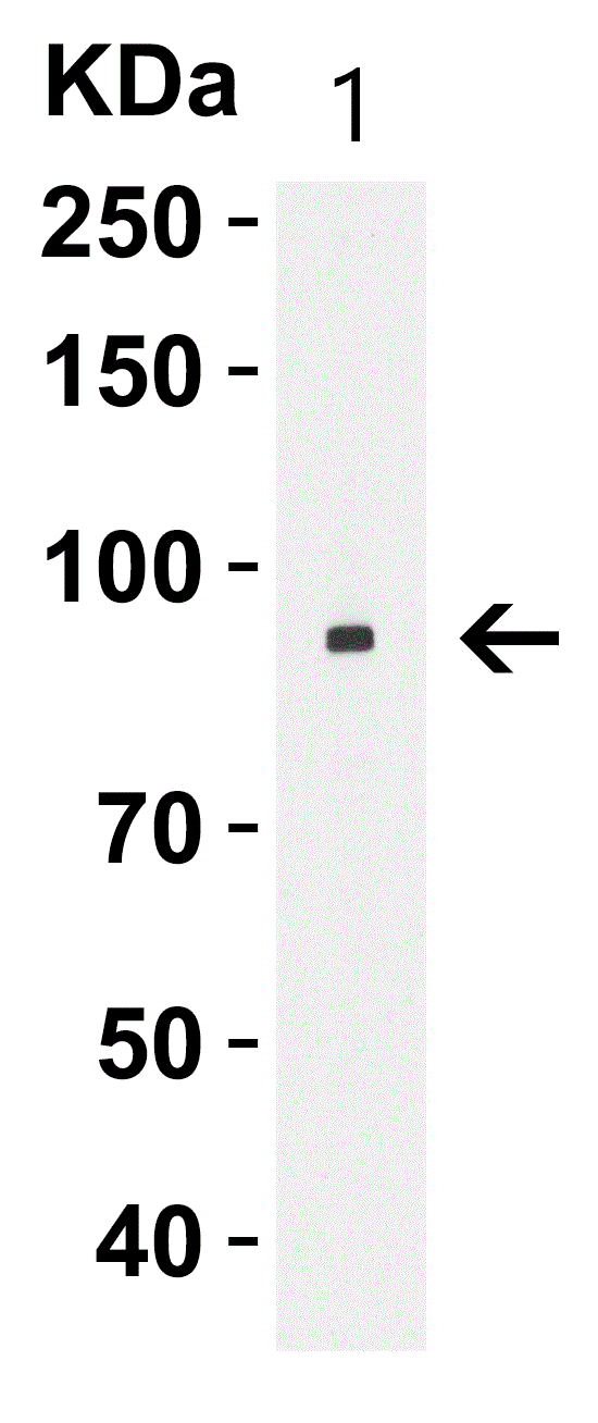 Western blot - Anti-Sodium/Hydrogen Exchanger 1/NHE-1 antibody (ab67314), expandable thumbnail
