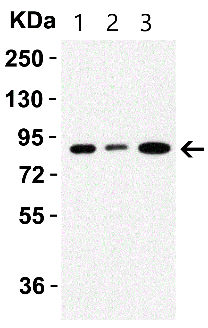Western blot - Anti-Sodium/Hydrogen Exchanger 1/NHE-1 antibody (AB67314), expandable thumbnail