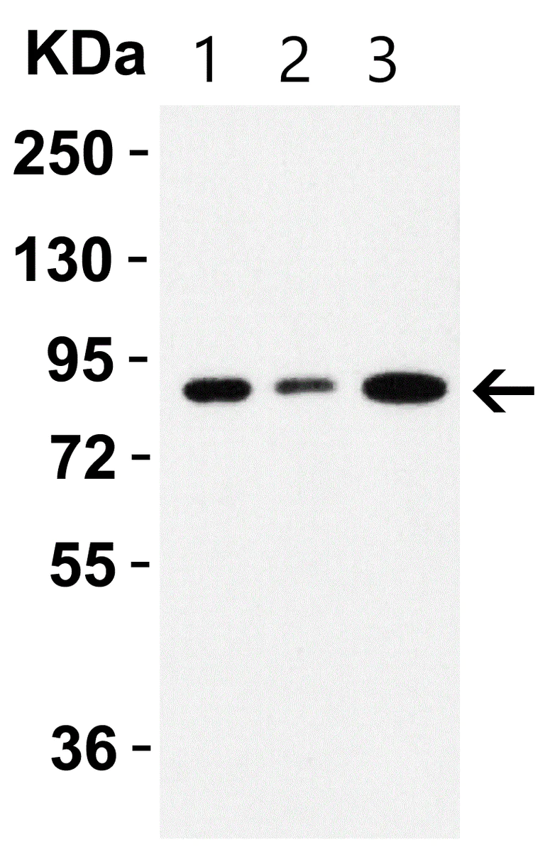 Western blot - Anti-Sodium/Hydrogen Exchanger 1/NHE-1 antibody (AB67314)