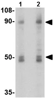 Western blot - Anti-Sodium/Hydrogen Exchanger 1/NHE-1 antibody (AB67314)