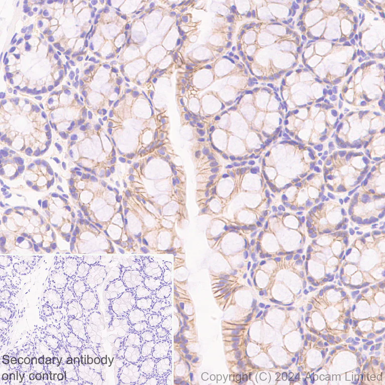 Immunohistochemistry (Formalin/PFA-fixed paraffin-embedded sections) - Anti-Sodium/Hydrogen Exchanger 1/NHE-1 antibody [EPR28913-51] (AB322349)