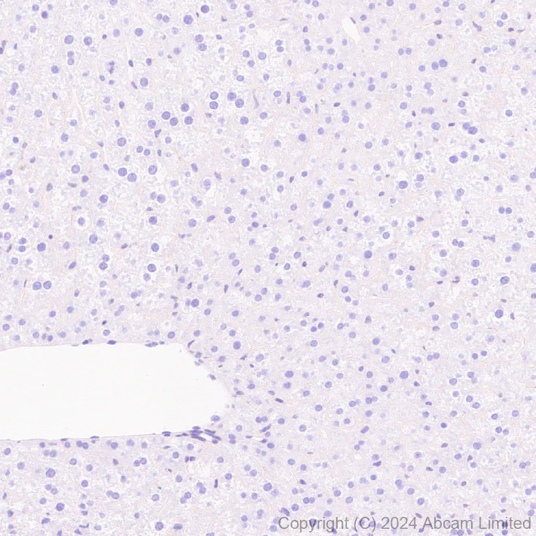 Immunohistochemistry (Formalin/PFA-fixed paraffin-embedded sections) - Anti-Sodium/Hydrogen Exchanger 1/NHE-1 antibody [EPR28913-51] (AB322349)