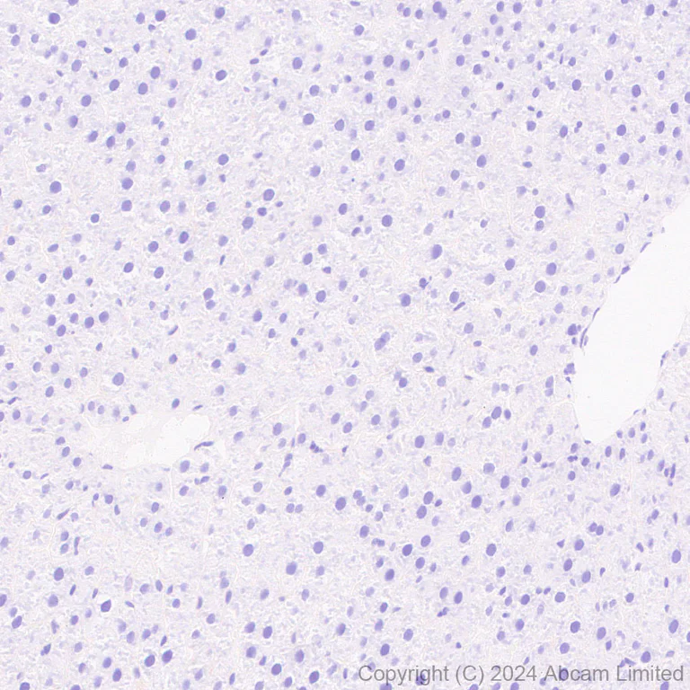 Immunohistochemistry (Formalin/PFA-fixed paraffin-embedded sections) - Anti-Sodium/Hydrogen Exchanger 1/NHE-1 antibody [EPR28913-51] (AB322349)