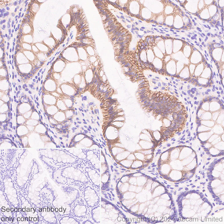 Immunohistochemistry (Formalin/PFA-fixed paraffin-embedded sections) - Anti-Sodium/Hydrogen Exchanger 1/NHE-1 antibody [EPR28913-51] - BSA and Azide free (AB324790)