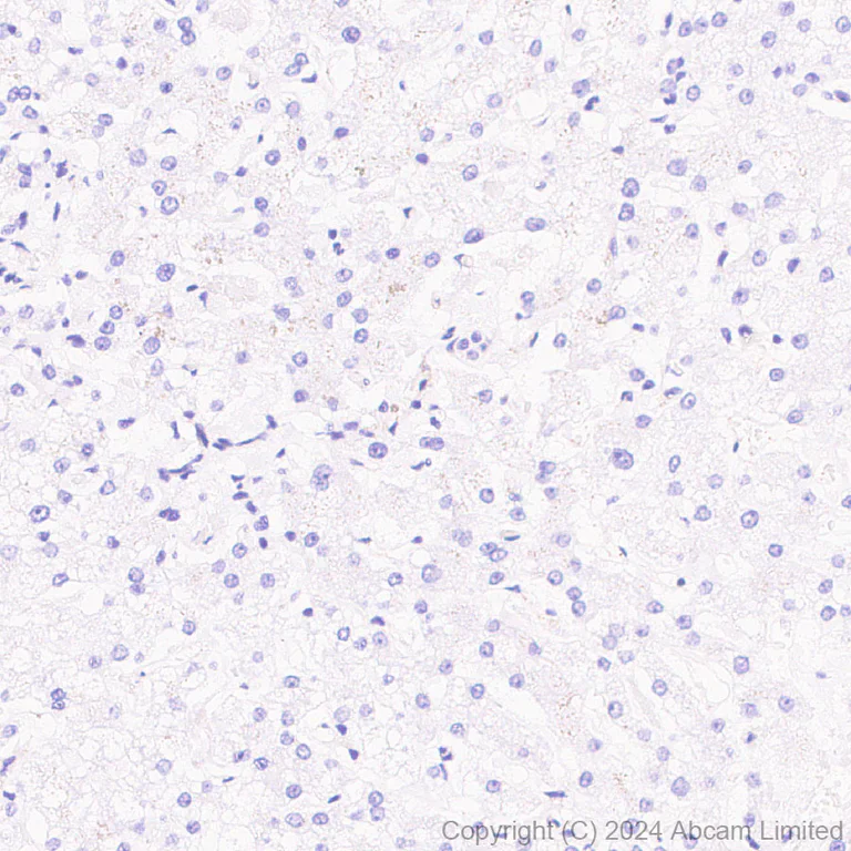 Immunohistochemistry (Formalin/PFA-fixed paraffin-embedded sections) - Anti-Sodium/Hydrogen Exchanger 1/NHE-1 antibody [EPR28913-51] - BSA and Azide free (AB324790)