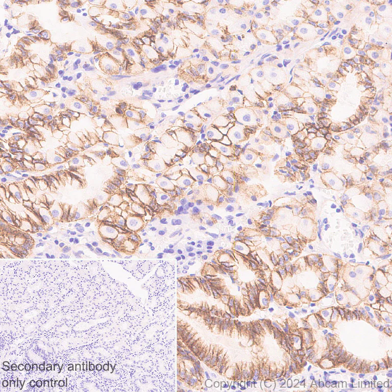 Immunohistochemistry (Formalin/PFA-fixed paraffin-embedded sections) - Anti-Sodium/Hydrogen Exchanger 1/NHE-1 antibody [EPR28913-51] - BSA and Azide free (AB324790)