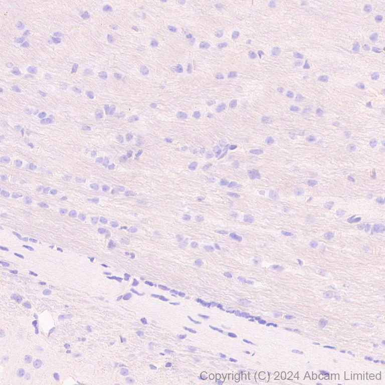 Immunohistochemistry (Formalin/PFA-fixed paraffin-embedded sections) - Anti-Sodium/Hydrogen Exchanger 1/NHE-1 antibody [EPR28913-51] - BSA and Azide free (AB324790)