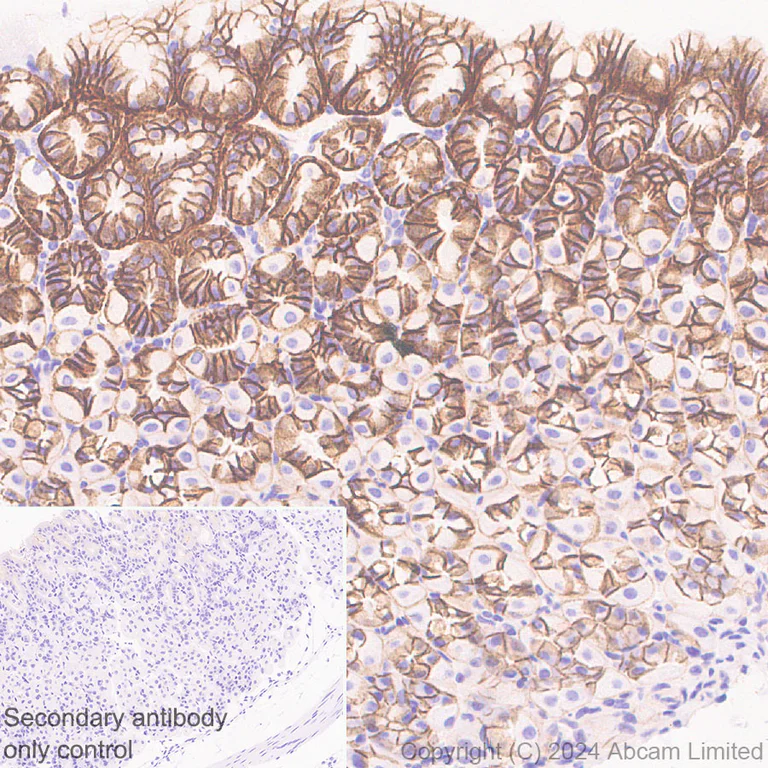 Immunohistochemistry (Formalin/PFA-fixed paraffin-embedded sections) - Anti-Sodium/Hydrogen Exchanger 1/NHE-1 antibody [EPR28913-51] - BSA and Azide free (AB324790)