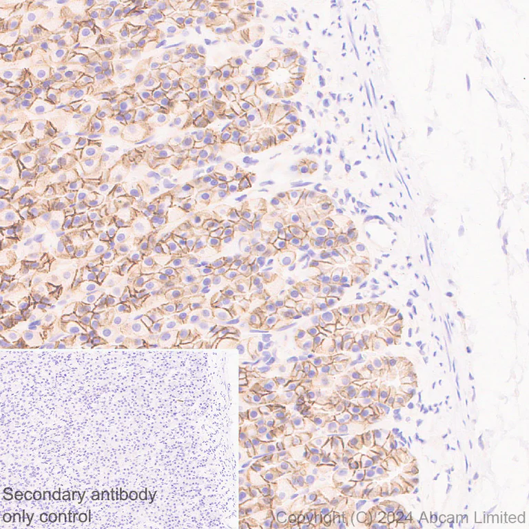 Immunohistochemistry (Formalin/PFA-fixed paraffin-embedded sections) - Anti-Sodium/Hydrogen Exchanger 1/NHE-1 antibody [EPR28913-51] - BSA and Azide free (AB324790)