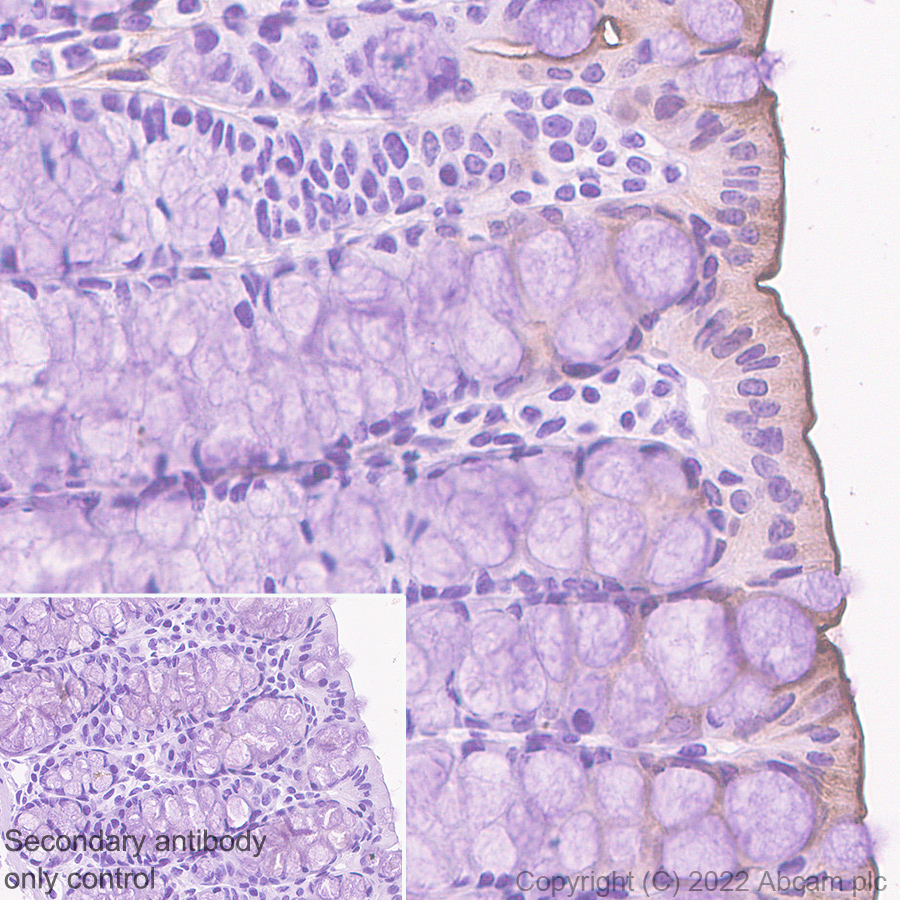 Immunohistochemistry (Formalin/PFA-fixed paraffin-embedded sections) - Anti-Sodium/Hydrogen Exchanger 3/NHE-3 antibody [EPR26951-3] - BSA and Azide free (ab307366), expandable thumbnail