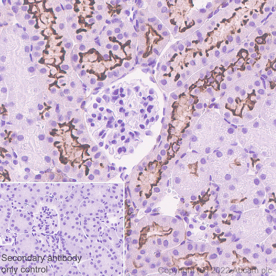 Immunohistochemistry (Formalin/PFA-fixed paraffin-embedded sections) - Anti-Sodium/Hydrogen Exchanger 3/NHE-3 antibody [EPR26951-3] - BSA and Azide free (ab307366), expandable thumbnail