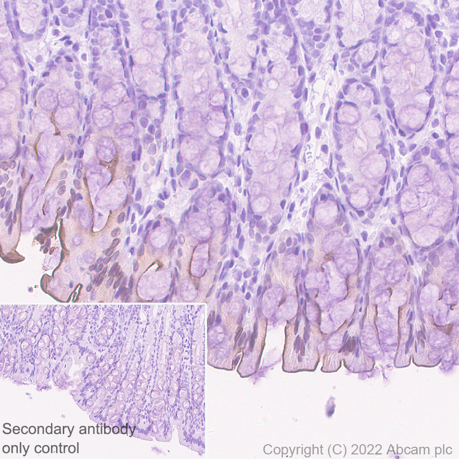 Immunohistochemistry (Formalin/PFA-fixed paraffin-embedded sections) - Anti-Sodium/Hydrogen Exchanger 3/NHE-3 antibody [EPR26951-3] - BSA and Azide free (ab307366), expandable thumbnail