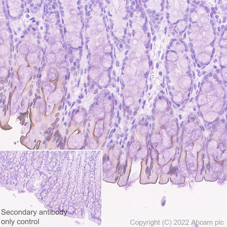 Immunohistochemistry (Formalin/PFA-fixed paraffin-embedded sections) - Anti-Sodium/Hydrogen Exchanger 3/NHE-3 antibody [EPR26951-3] - BSA and Azide free (AB307366)