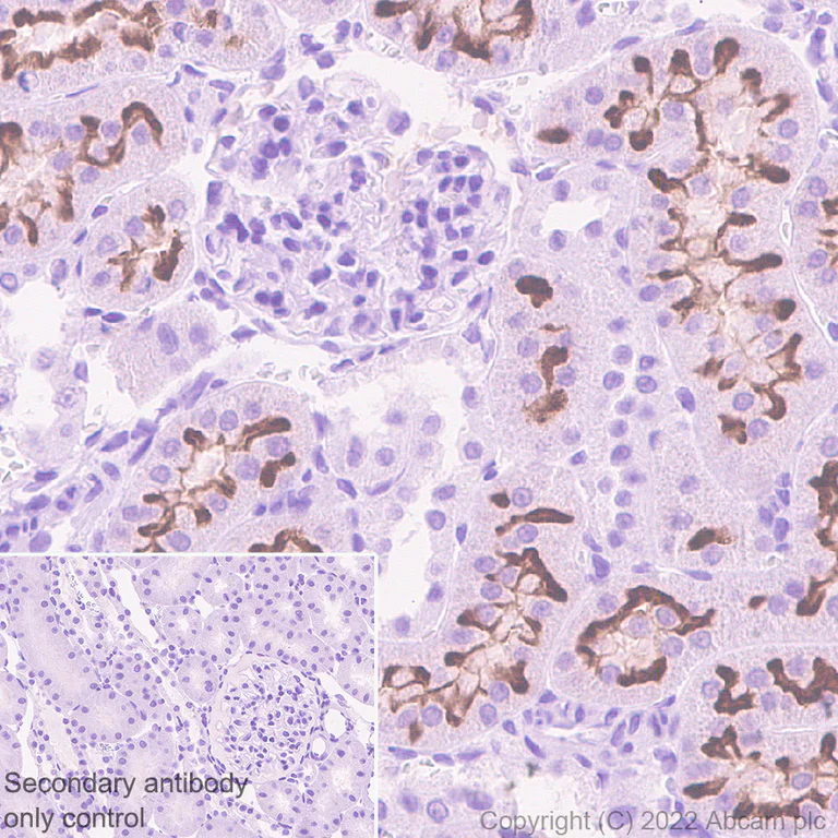 Immunohistochemistry (Formalin/PFA-fixed paraffin-embedded sections) - Anti-Sodium/Hydrogen Exchanger 3/NHE-3 antibody [EPR26951-3] - BSA and Azide free (AB307366)