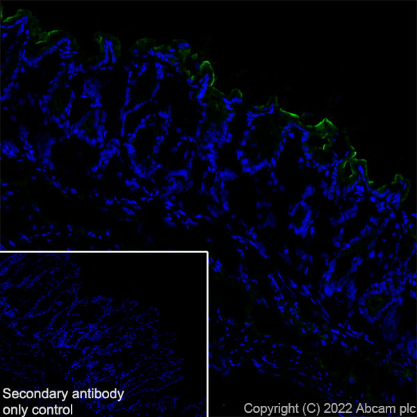 Immunohistochemistry (Frozen sections) - Anti-Sodium/Hydrogen Exchanger 3/NHE-3 antibody [EPR26951-3] - BSA and Azide free (ab307366), expandable thumbnail