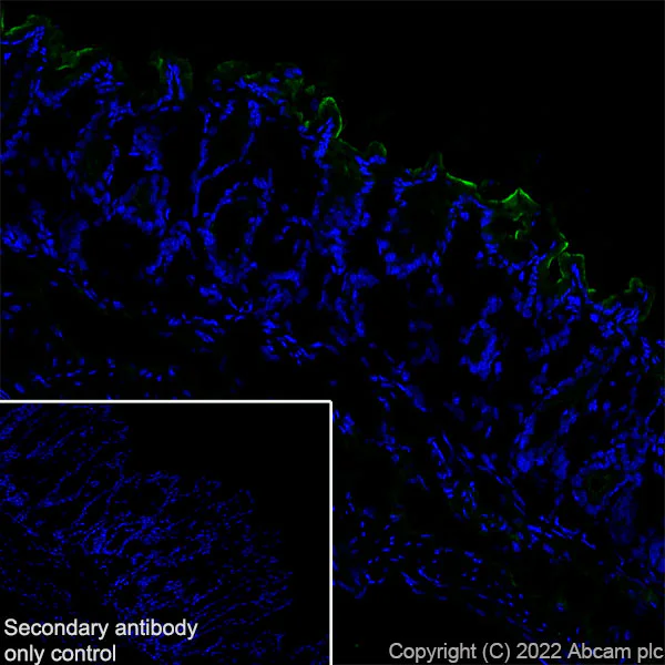 Immunohistochemistry (Frozen sections) - Anti-Sodium/Hydrogen Exchanger 3/NHE-3 antibody [EPR26951-3] - BSA and Azide free (AB307366)