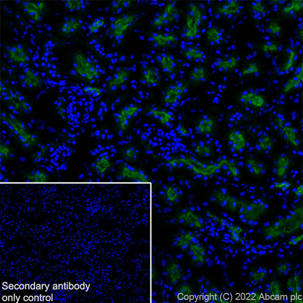 Immunohistochemistry (Frozen sections) - Anti-Sodium/Hydrogen Exchanger 3/NHE-3 antibody [EPR26951-3] - BSA and Azide free (ab307366), expandable thumbnail