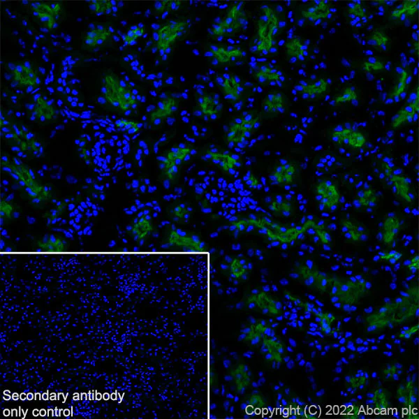 Immunohistochemistry (Frozen sections) - Anti-Sodium/Hydrogen Exchanger 3/NHE-3 antibody [EPR26951-3] - BSA and Azide free (AB307366)