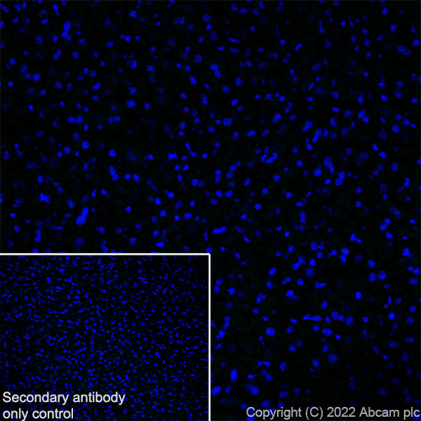 Immunohistochemistry (Frozen sections) - Anti-Sodium/Hydrogen Exchanger 3/NHE-3 antibody [EPR26951-3] - BSA and Azide free (ab307366), expandable thumbnail