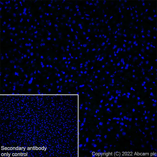 Immunohistochemistry (Frozen sections) - Anti-Sodium/Hydrogen Exchanger 3/NHE-3 antibody [EPR26951-3] - BSA and Azide free (AB307366)