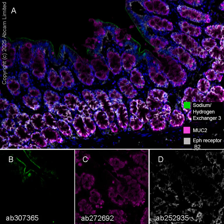 Multiplex immunohistochemistry - Anti-Sodium/Hydrogen Exchanger 3/NHE-3 antibody [EPR26951-3] - BSA and Azide free (AB307366)
