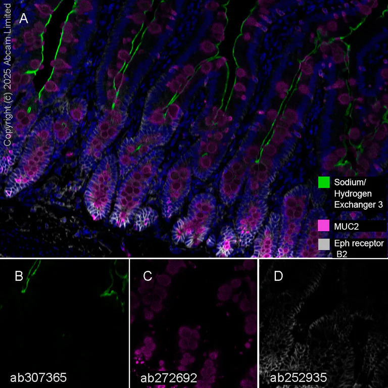 Multiplex immunohistochemistry - Anti-Sodium/Hydrogen Exchanger 3/NHE-3 antibody [EPR26951-3] - BSA and Azide free (AB307366)