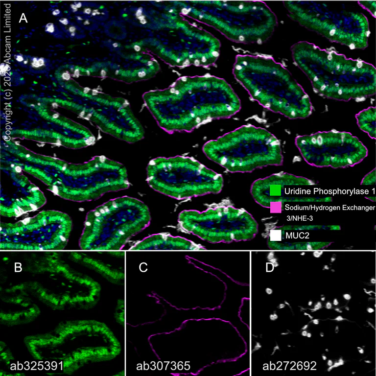 Multiplex immunohistochemistry - Anti-Sodium/Hydrogen Exchanger 3/NHE-3 antibody [EPR26951-3] - BSA and Azide free (AB307366)