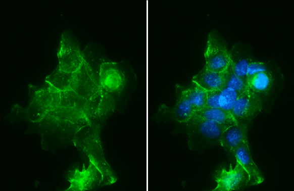 Immunocytochemistry/ Immunofluorescence - Anti-Sodium Potassium ATPase alpha 1 antibody [HL114] - Plasma Membrane Control - BSA & Azide free (AB308329)