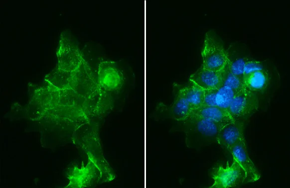 Immunocytochemistry/ Immunofluorescence - Anti-Sodium Potassium ATPase alpha 1 antibody [HL114] - Plasma Membrane Control - BSA & Azide free (AB308329)