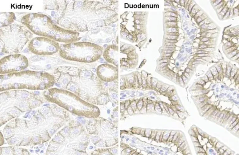 Immunohistochemistry (Formalin/PFA-fixed paraffin-embedded sections) - Anti-Sodium Potassium ATPase alpha 1 antibody [HL114] - Plasma Membrane Control - BSA & Azide free (AB308329)