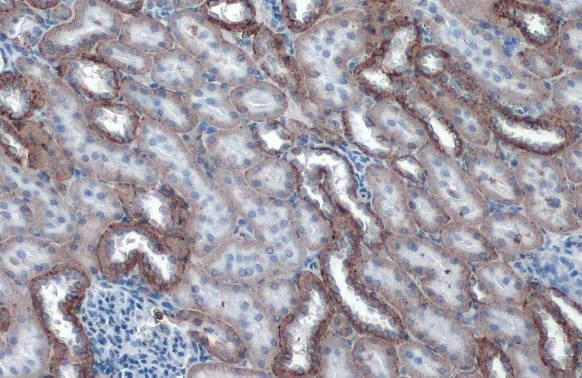 Immunohistochemistry (Formalin/PFA-fixed paraffin-embedded sections) - Anti-Sodium Potassium ATPase alpha 1 antibody [HL114] - Plasma Membrane Control - BSA & Azide free (AB308329)