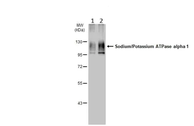 Western blot - Anti-Sodium Potassium ATPase alpha 1 antibody [HL114] - Plasma Membrane Control - BSA & Azide free (AB308329)