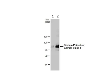 Western blot - Anti-Sodium Potassium ATPase alpha 1 antibody [HL114] - Plasma Membrane Control - BSA & Azide free (AB308329)